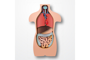 Paper human body anatomy