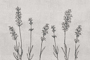 boho lavender clipart, an Illustration by JULIA x JULIE's ART (Thumbnail 2 of 6)