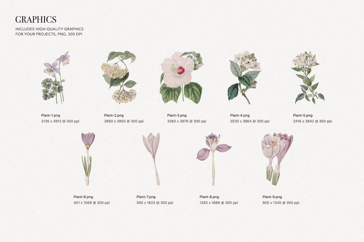 Pastel Botanical Pattern and Plants, a Pattern Graphic by likorbut (Photo 8 of 11)