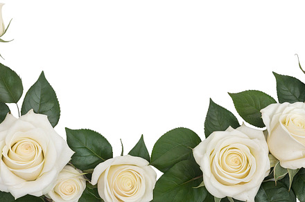 rose flowers transparent background