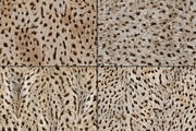 Realistic Cheetah Fur Texture, a Pattern Graphic by Artonix (Thumbnail 4 of 4)