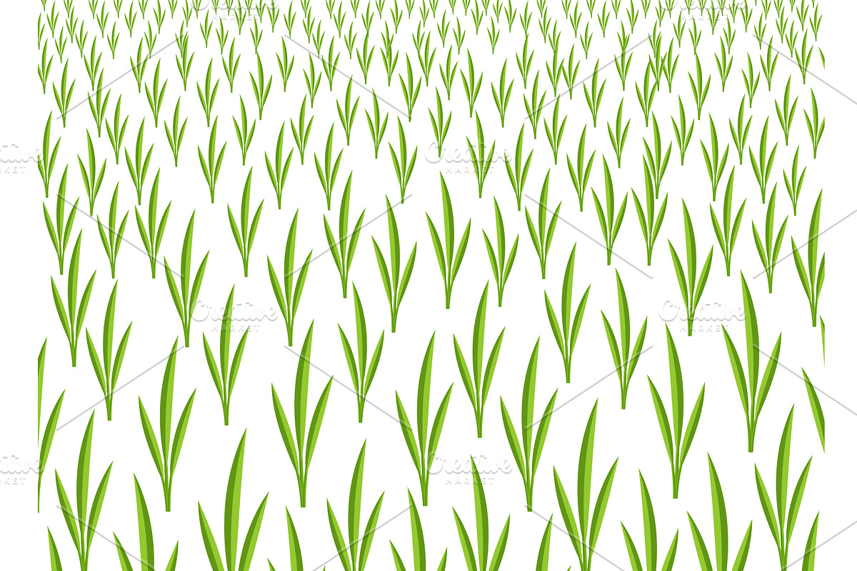 Growing young cereals plant shoots, a Texture Graphic by Ilia Design