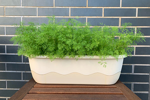 Dill in a pot on the balcony, a Photo by IrinaCzaran