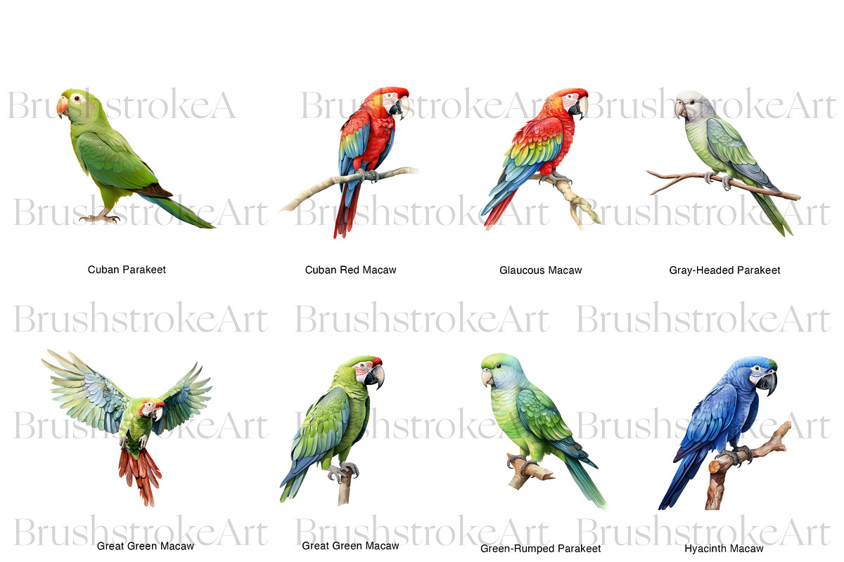 Parakeet Clipart, Macaw Parrot PNG, an Animal Illustration by BrushstrokeArtGB (Photo 2 of 9)