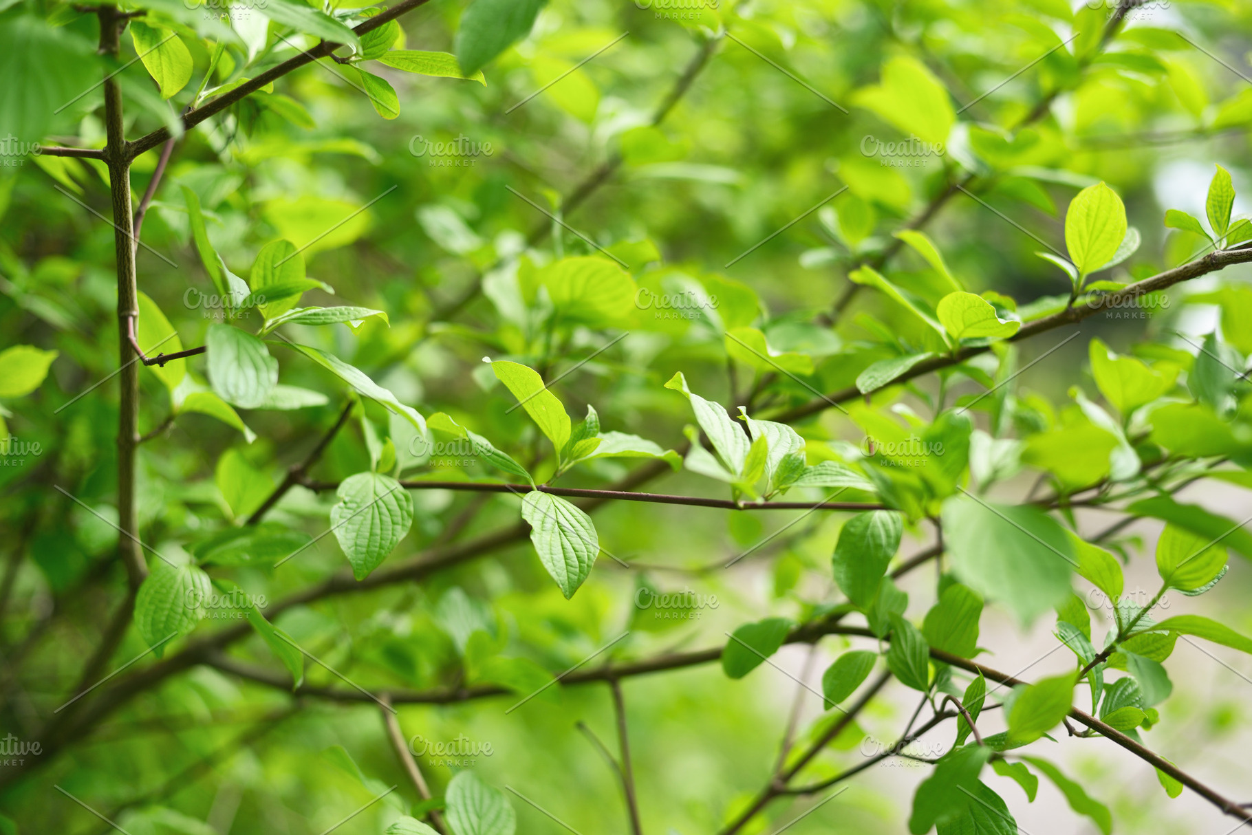 Green leaves in springtime, a Nature Photo by Anatoliy Sadovskiy