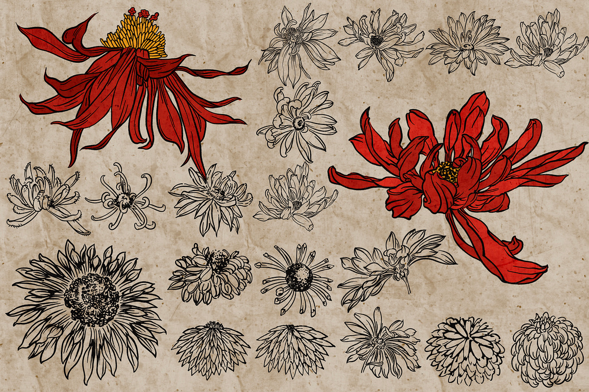 Flower heads stamps for Procreate, a Brush Add-On by TheWhiteCatLab (Photo 7 of 7)