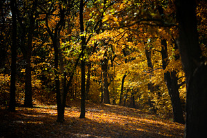 Golden Autumn Light
