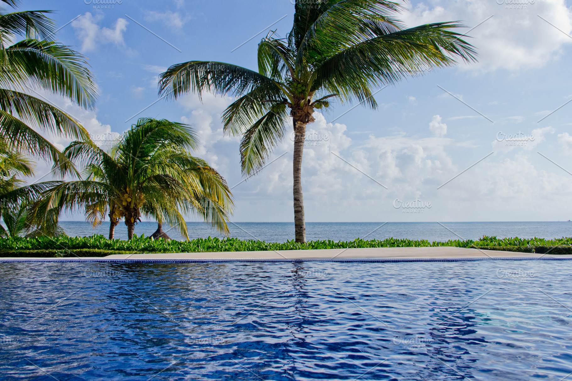 Palm Trees w/ Pool & Ocean, a Nature Photo by Cordial Punch Press