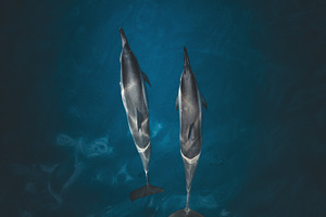 Hawaii Dolphins