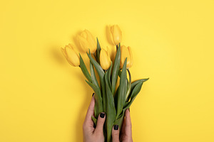 Hand holding fresh yellow tulips against a bright yellow backgro, a Holiday Photo by Ales Munt