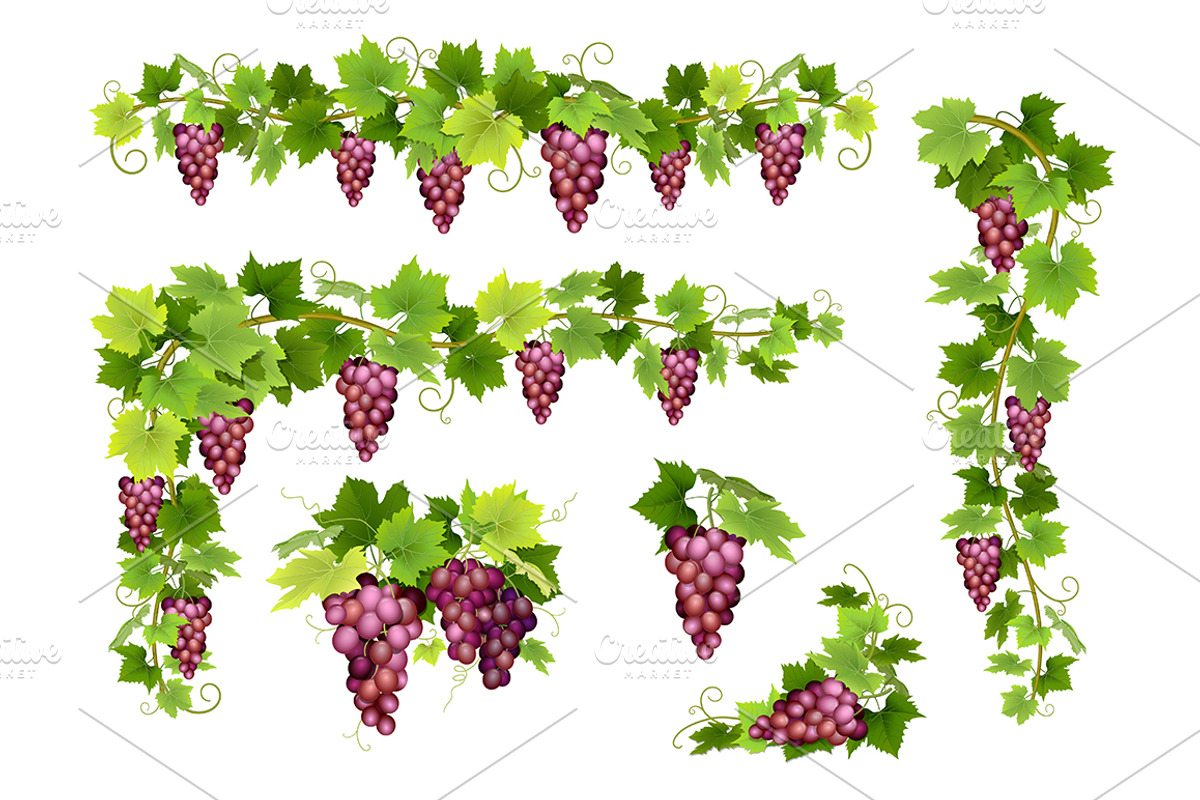Vector set bunches of grapes, a Food Illustration by belander (Photo 2 of 4)