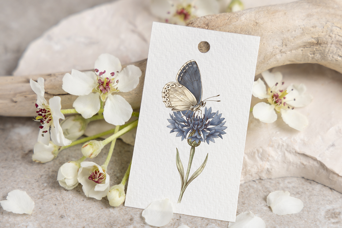 Vintage Botanical Butterflies, a Decorative Illustration by youtoview (Photo 9 of 12)
