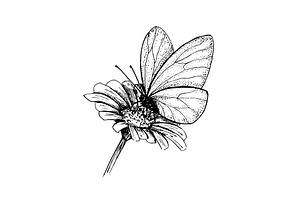 Butterfly On A Flower. Hand-drawn