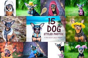 15 Dog Styled Photos