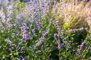 Close-up of blooming purple flowers on tall stems glowing under, a Nature Photo by Imaginarium