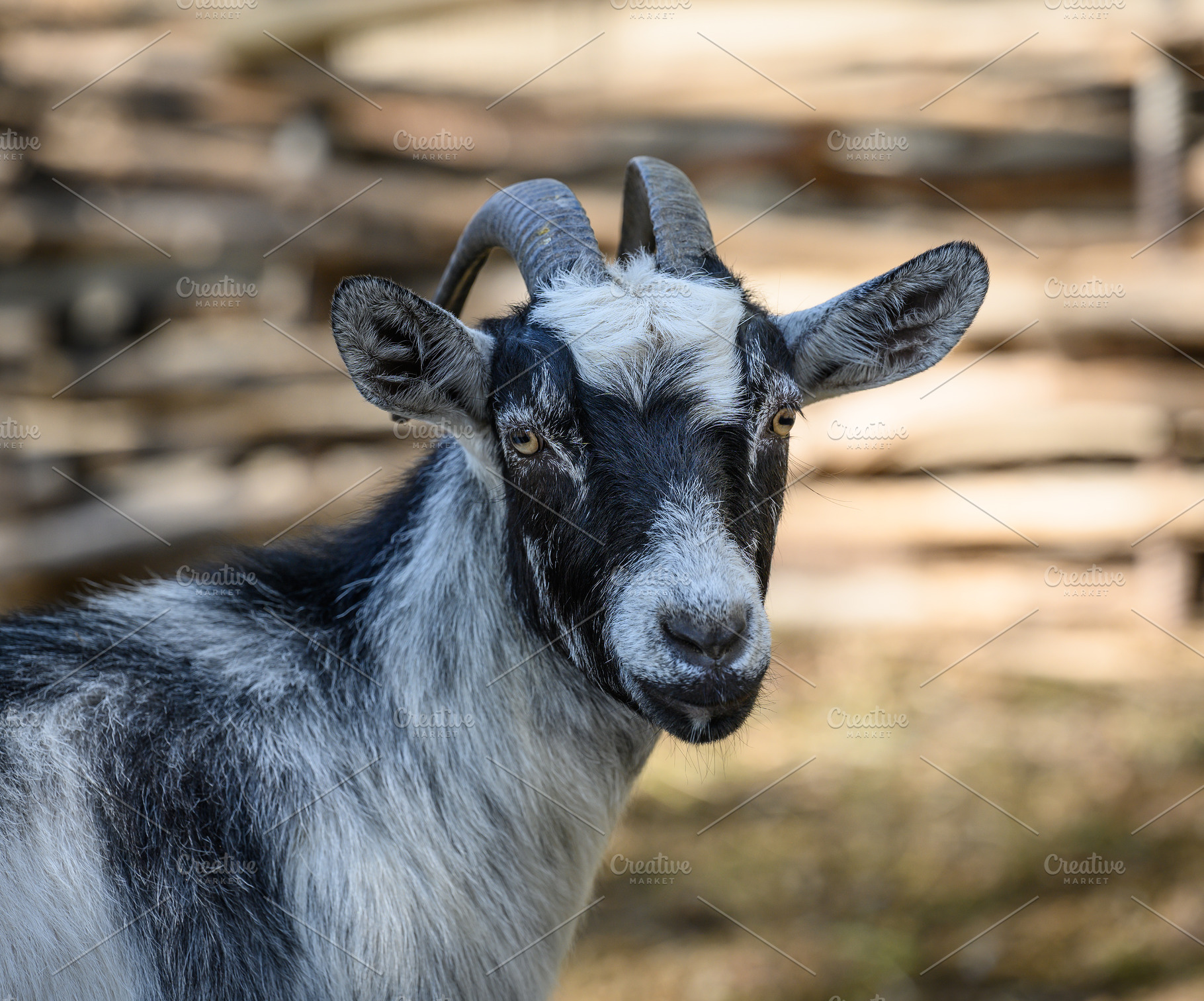 Domestic goat with horns walking outdoors on a farm, an Animal Photo by ndanko