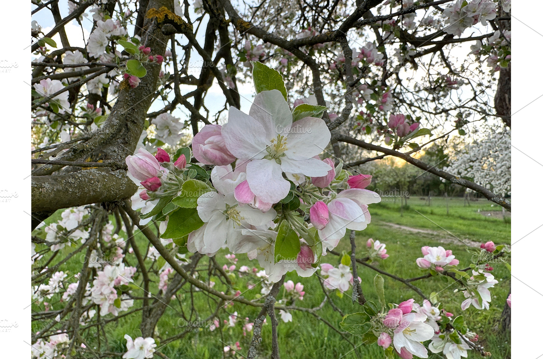 Close-up of blooming apple tree, a Photo by tilialucida