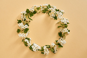 Circle made from hawthorn or crataegus flowers in spring, with c