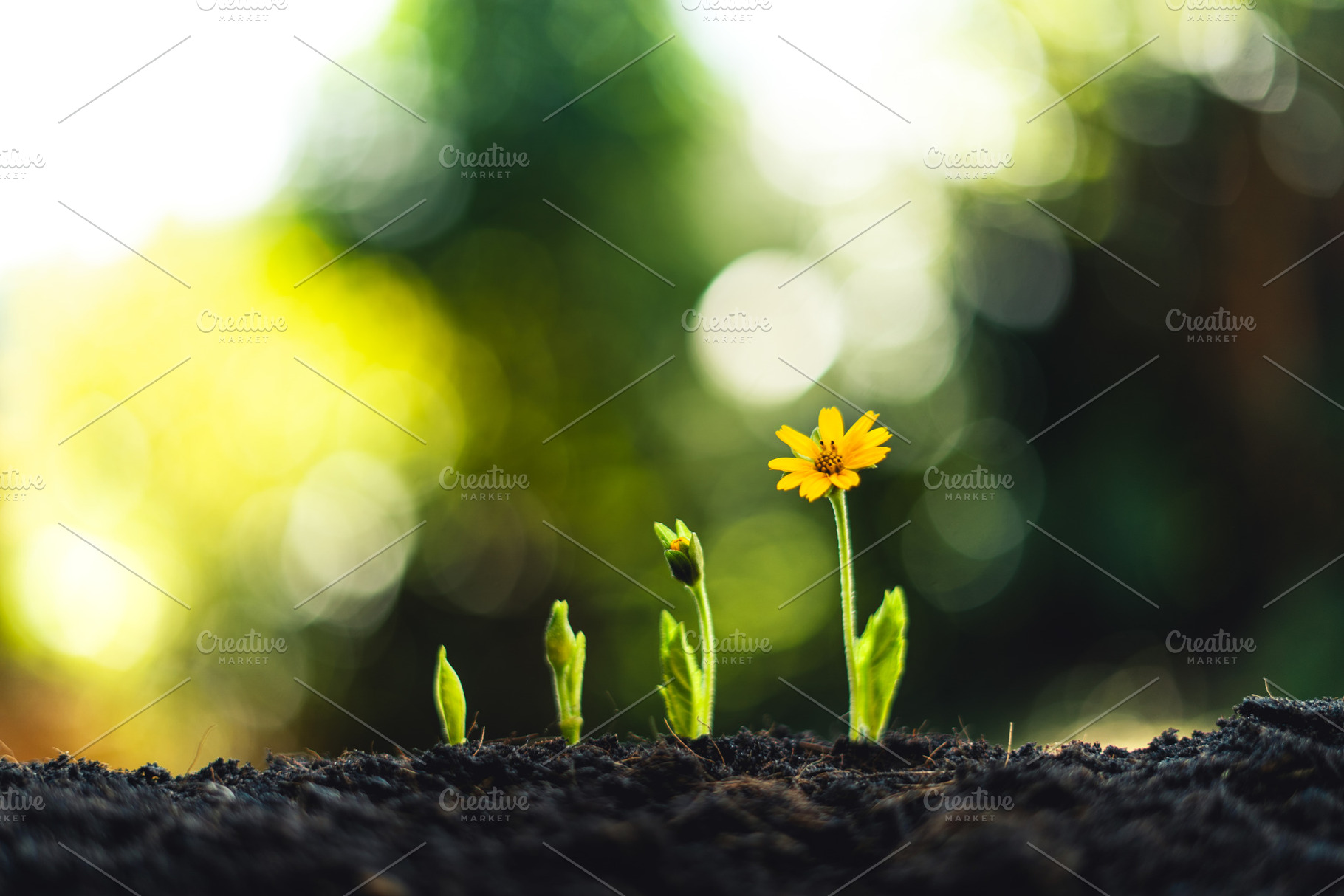 plant seeding growing step concept i, a Nature Photo by Art Rachen