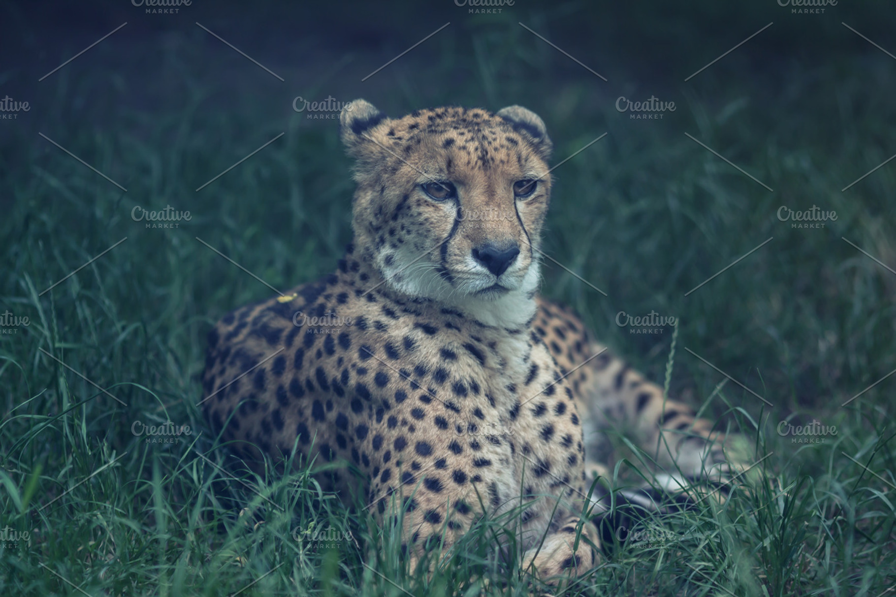 cheetah