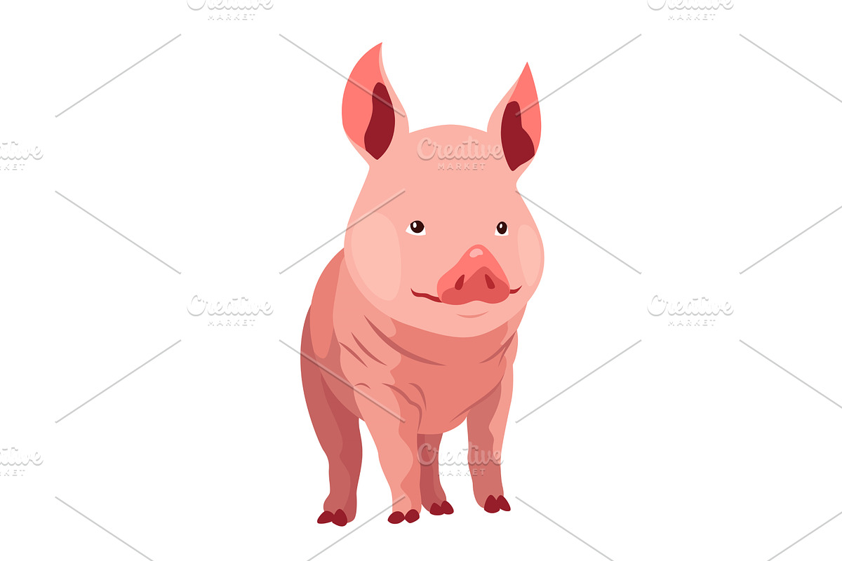 Pig set flat cartoon isolated on, an Animal Illustration by the8monkey