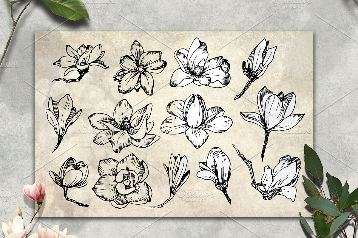 Magnolia flowers. Engraving style., a Decorative Illustration by Alena Kaz (Photo 3 of 12)