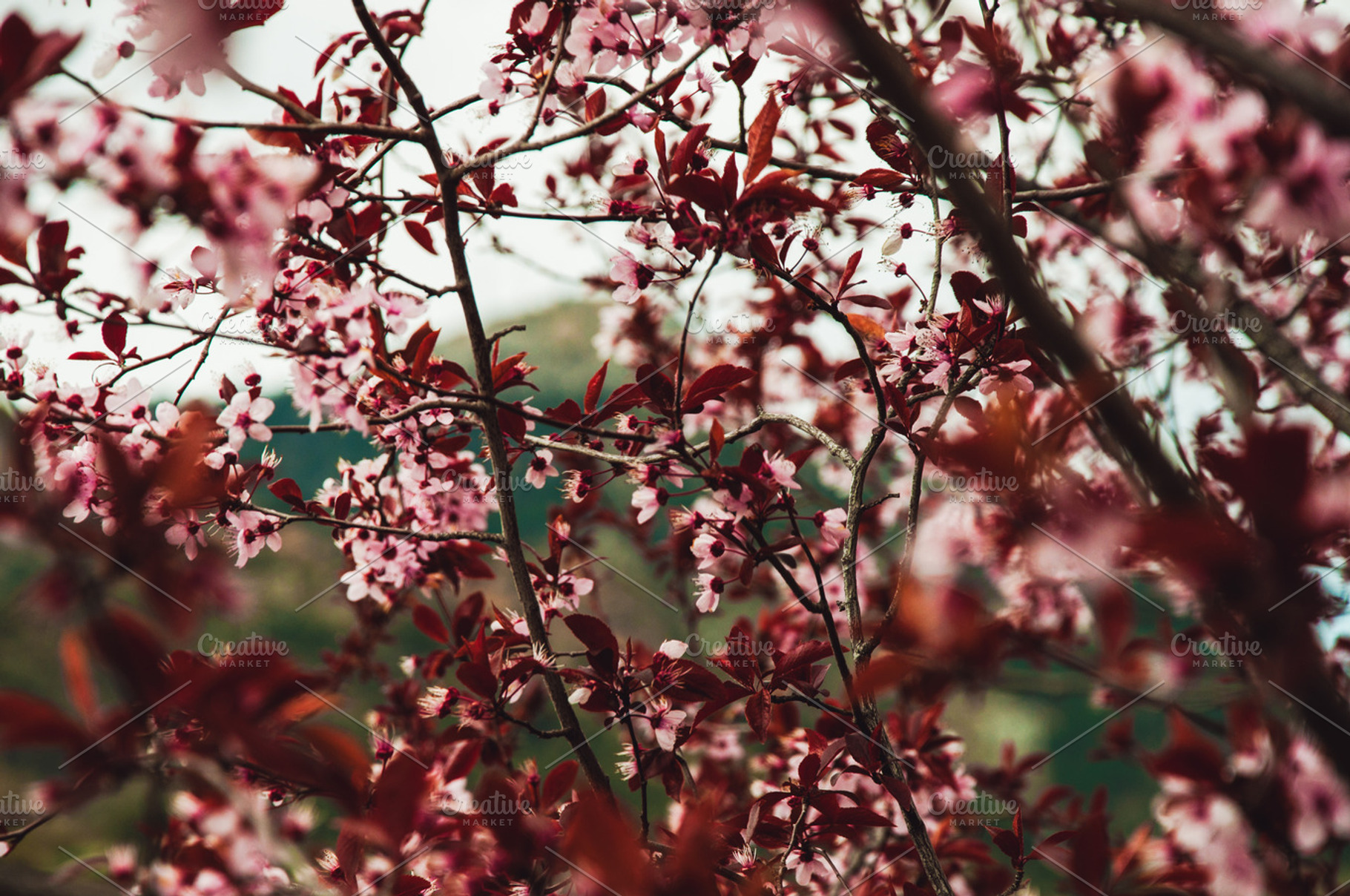 Flowers stock photo containing nature and flowers, a Nature Photo by Iván Noguera Photography