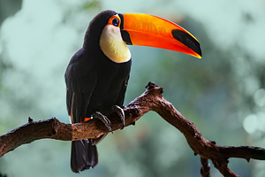 Toco Toucan Silhouetted on a Branch, an Animal Photo by Perpis