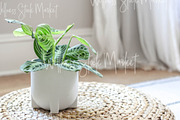 Holistic Lifestyle Bundle (Green), a Health & Medical Photo by Wellness Stock Market (Thumbnail 34 of 37)