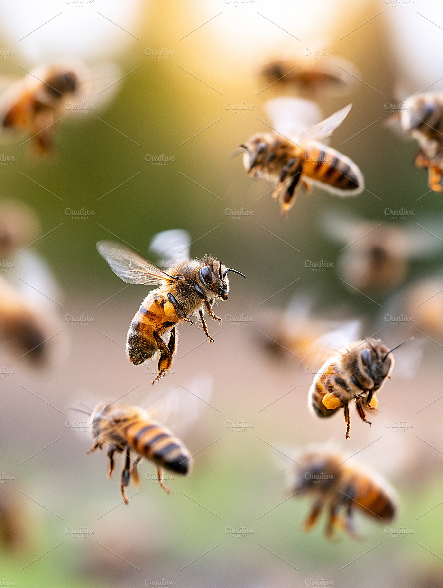 Swarm of honey bees flying, an Animal Photo by MistyDay