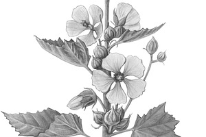 Marshmallow Plant Illustration