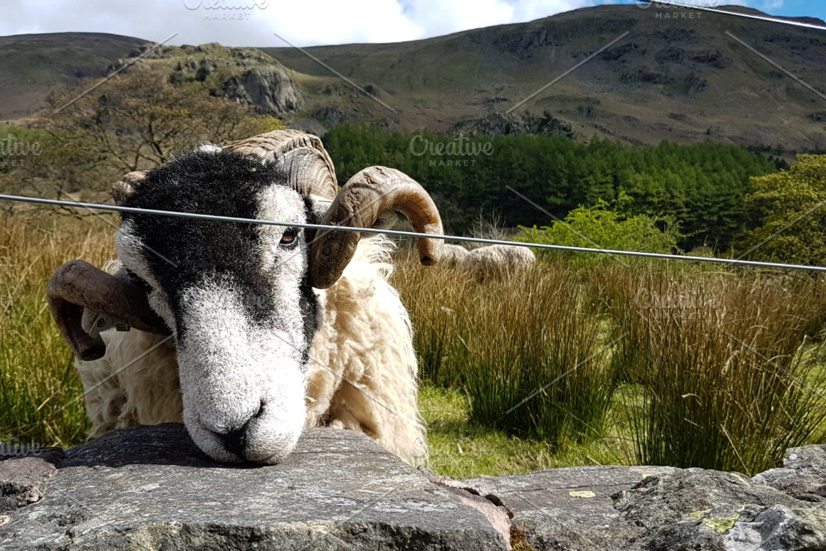 Friendly Sheep Greeting Camera, an Animal Photo by MusiqueDesigns (Photo 1 of 2)