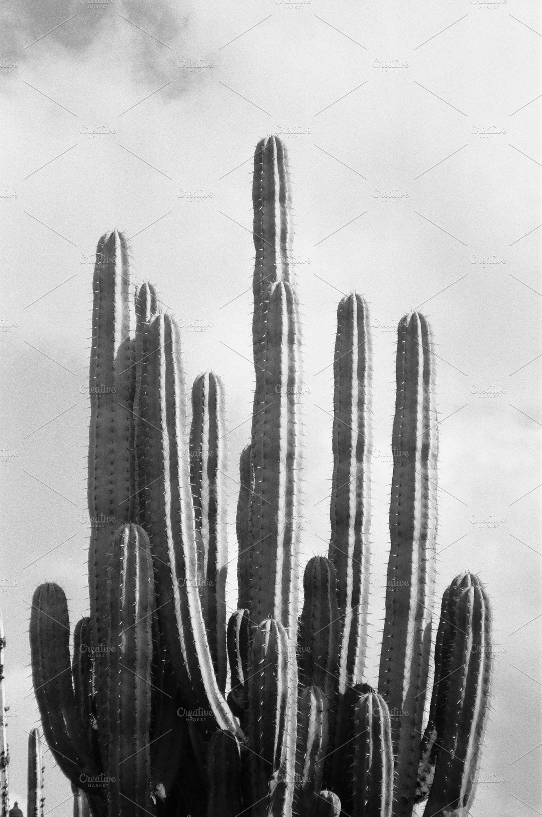 Cactus Black and White Photography, a Nature Photo by beguima