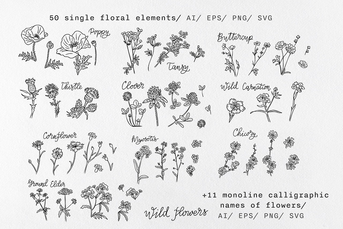 Hand-Drawn Wildflowers, a Decorative Illustration by Decor Lines (Photo 2 of 10)