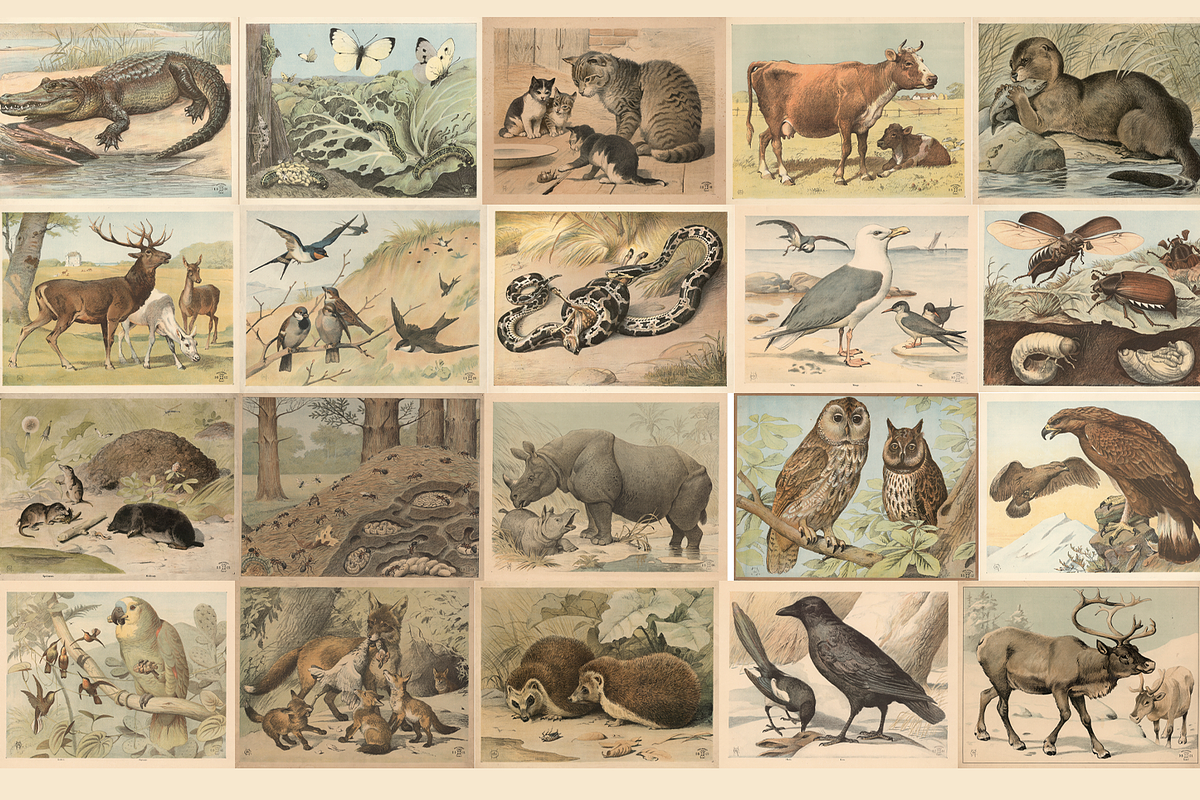 Oluf August Hermansen's Animals, an Animal Illustration by Digital Museum (Photo 10 of 11)