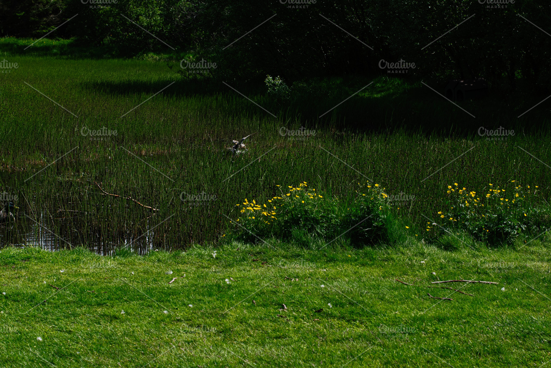 A serene wetland scene near Akranes Iceland with reeds and wildflowers, a Photo by AS photostudio