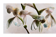 Orid Co. Orchid Flower art, a Texture Illustration by milatovar (Thumbnail 8 of 16)