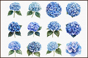 Blue Hydrangea Watercolor Clipart, an Illustration by Sublimation Artist (Thumbnail 3 of 6)