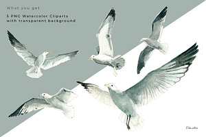 Seagull Watercolor Clipart PNG