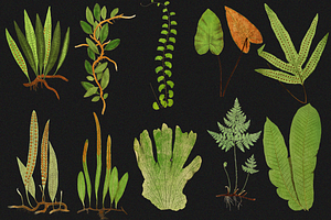 Botanical Illustrations - 40 PNG