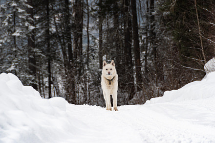 White dog on snowy road, an Animal Photo by KemKem