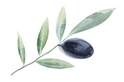 Olive Oil Watercolor Clipart Bundle, an Illustration by BIPLOB EXPERT (Thumbnail 12 of 13)