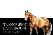 Horse Breeds Clipart, Appaloosa PNG, an Animal Illustration by BrushstrokeArtGB (Thumbnail 7 of 9)