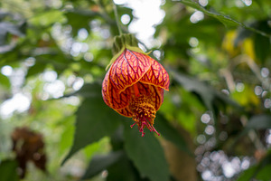Chinese lantern tropical flower with vivid red - orange hues, a Nature Photo by GoodGoods