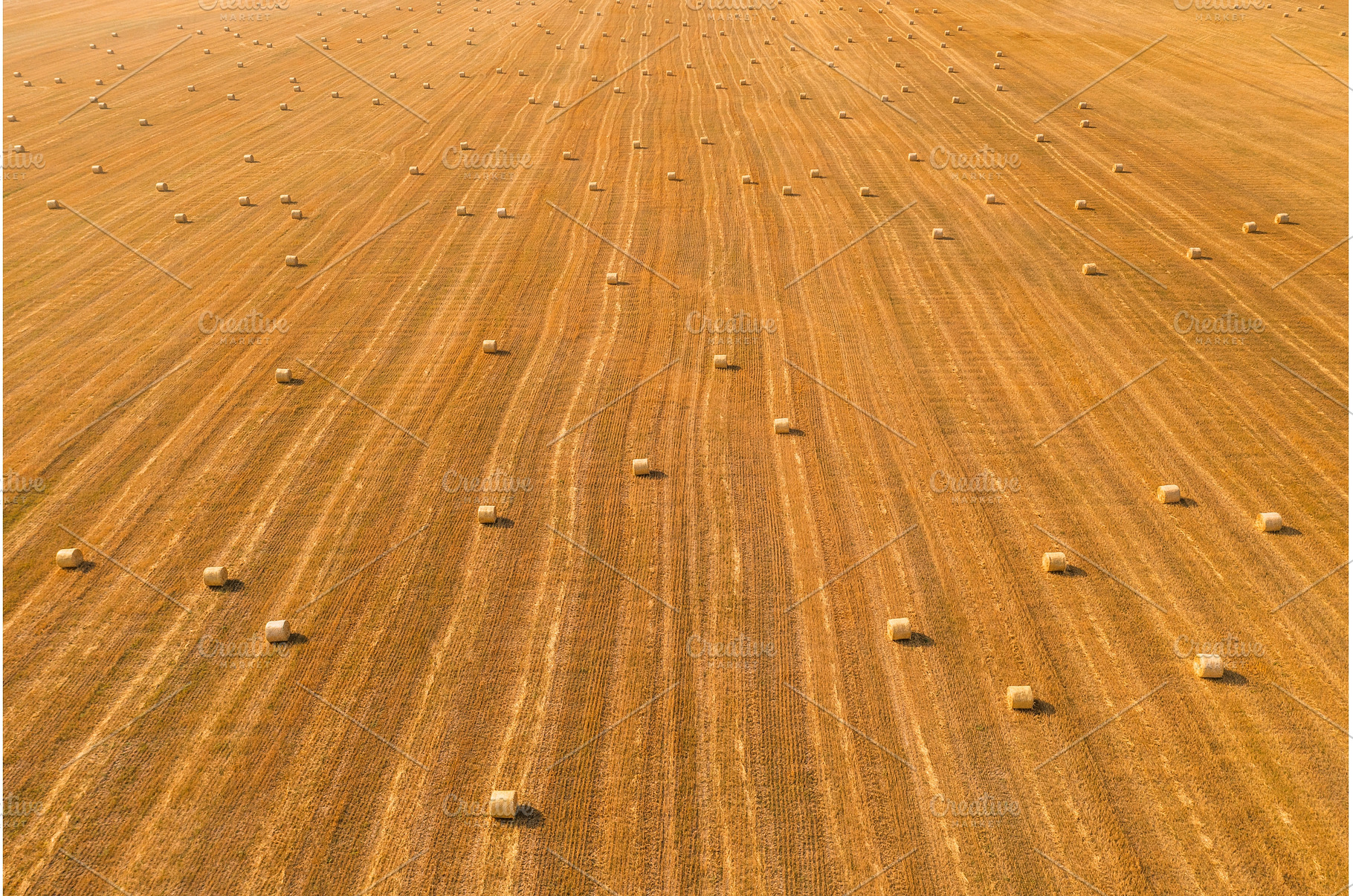 Hay on field aerial perspective view, an Animal Photo by Fascinadora