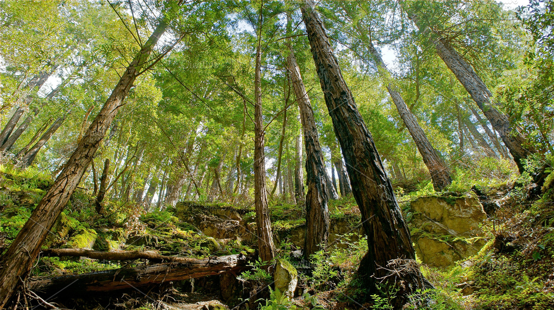 Redwood Baby Towers