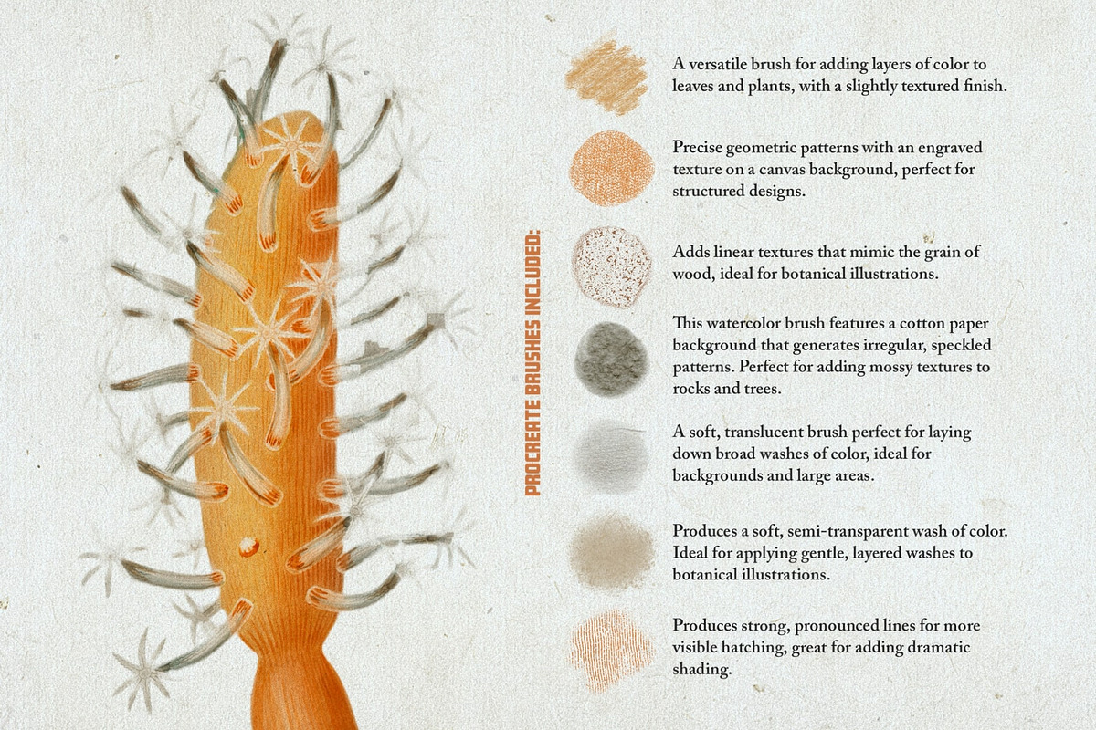 Hand Colored Engraving Procreate Kit, a Brush Add-On by Digi Life (Photo 5 of 10)