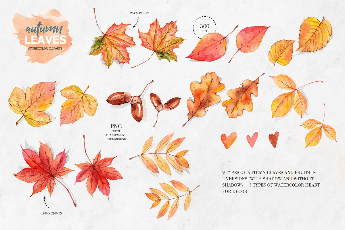 Autumn leaves. Watercolor clipart, an Illustration by VerAna (Photo 2 of 8)