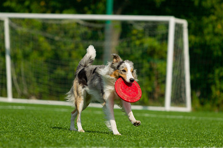 Border collie breed dog for a walk o containing dog, run, and field, an Animal Photo by oleghz