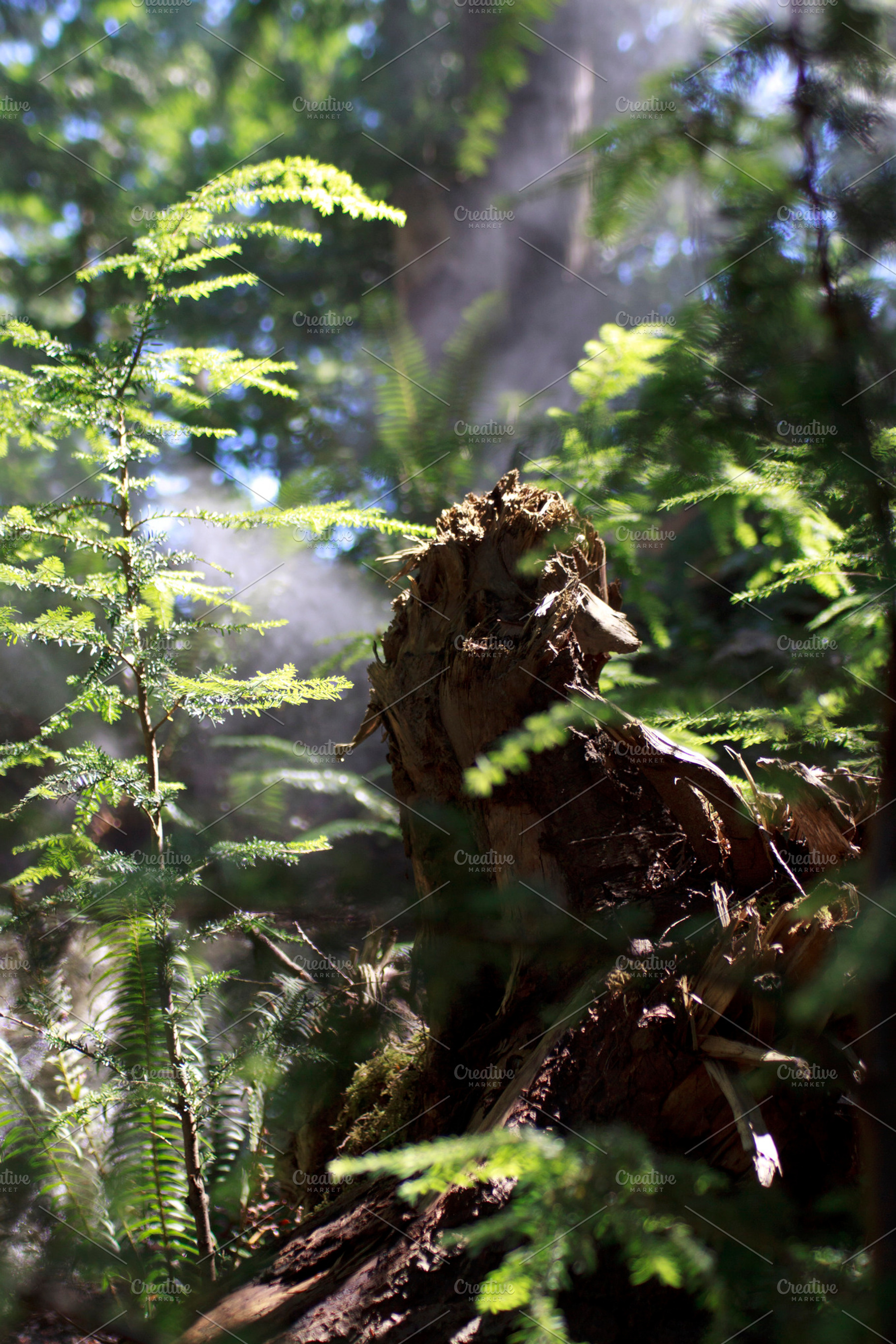 Mystic Forest